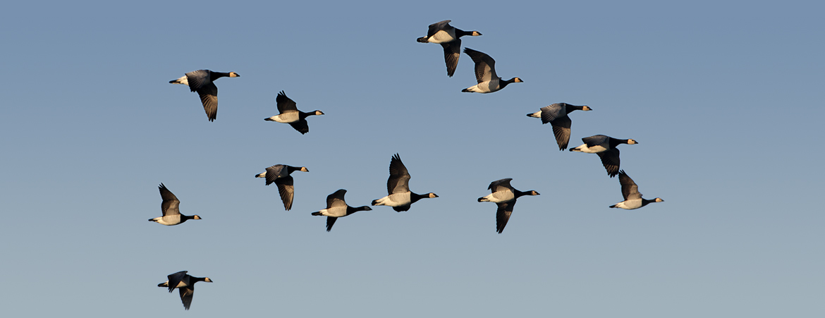 A large flock of goose in flight over Caerlaverock, Scotland